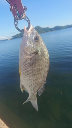 キビレの釣果