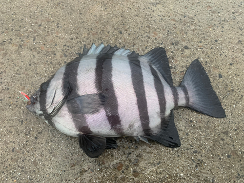 イシダイの釣果