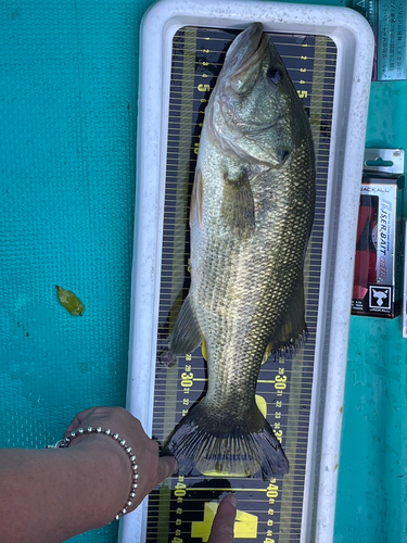 ブラックバスの釣果