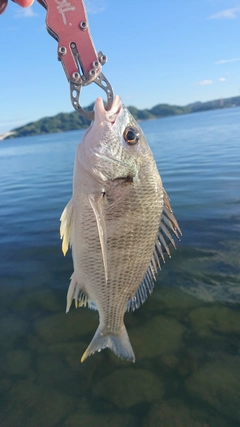 キビレの釣果