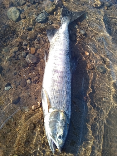 アキアジの釣果