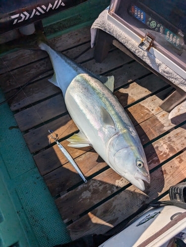 ブリの釣果