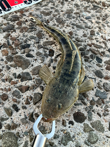 マゴチの釣果