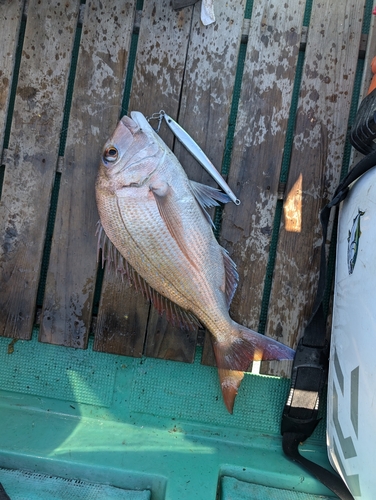 マダイの釣果