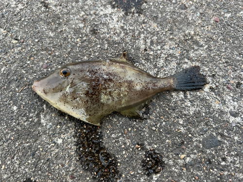 カワハギの釣果