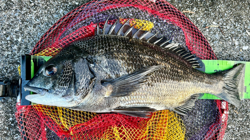 クロダイの釣果