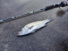 ヒラスズキの釣果