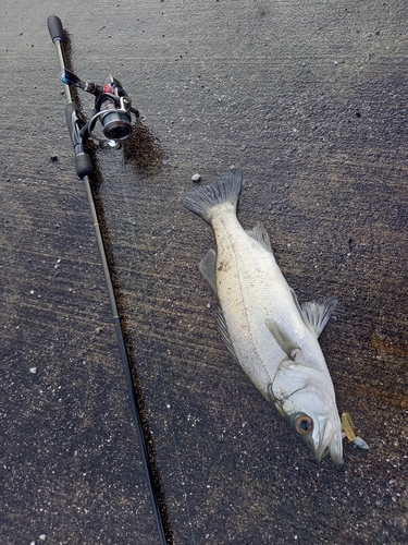 ヒラスズキの釣果