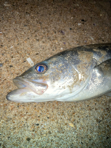 スズキの釣果