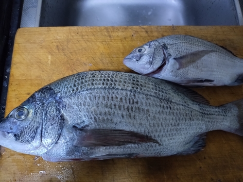 チヌの釣果