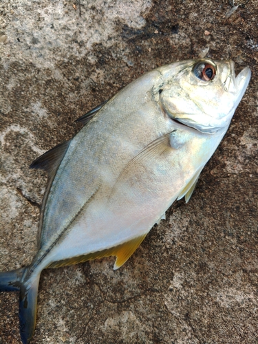 メッキの釣果