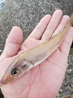 キスの釣果