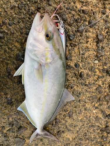 ショゴの釣果