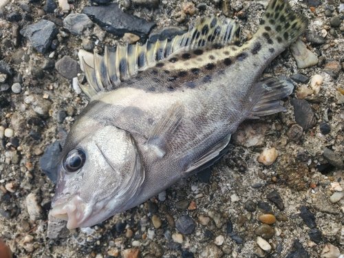 コショウダイの釣果