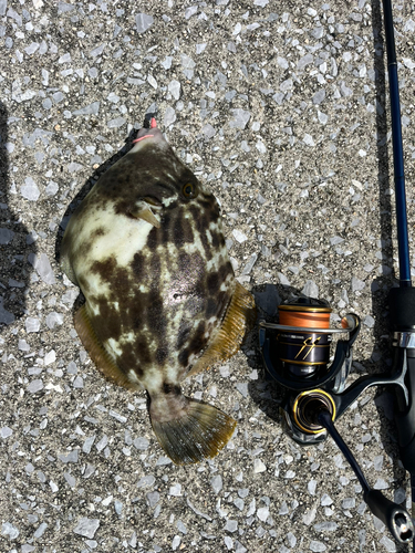 カワハギの釣果