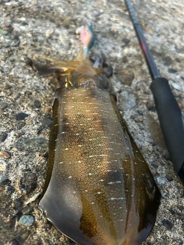 アオリイカの釣果