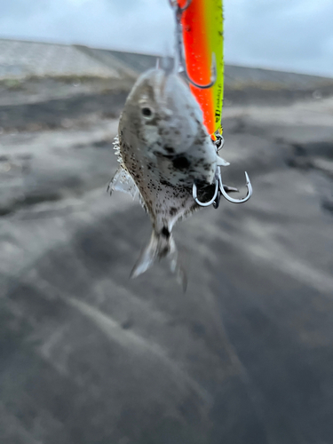 コバンアジの釣果