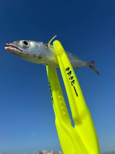 サバの釣果