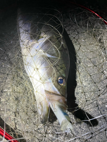 スズキの釣果