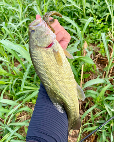 ブラックバスの釣果