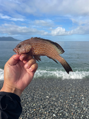 オオモンハタの釣果