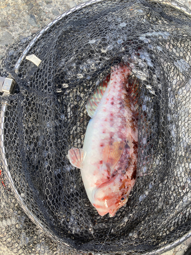 ブダイの釣果