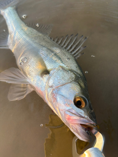 フッコ（タイリクスズキ）の釣果