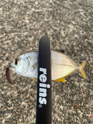 メッキの釣果