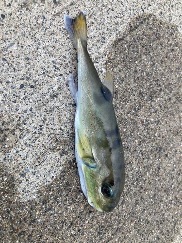 シロサバフグの釣果