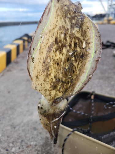 コウイカの釣果