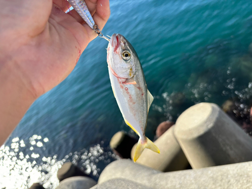 志海苔漁港（銭亀）