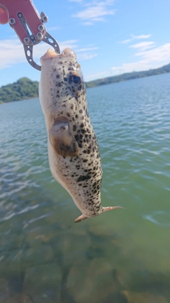 フグの釣果