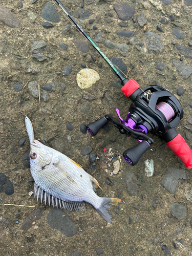 キビレの釣果