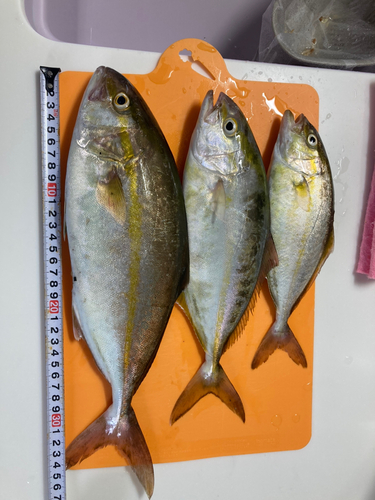 ショゴの釣果