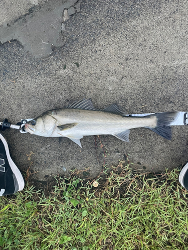 スズキの釣果