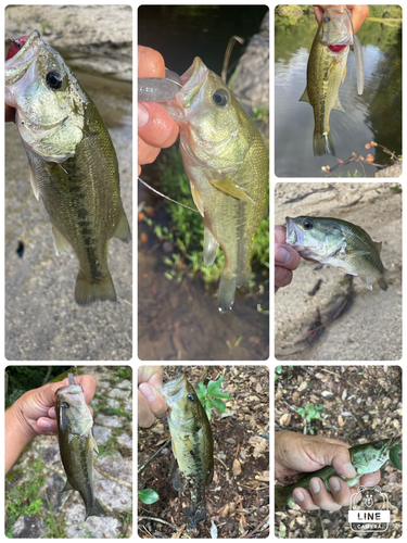 ブラックバスの釣果