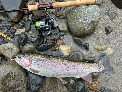 ニジマスの釣果