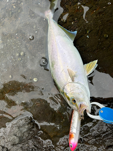 アカビラの釣果