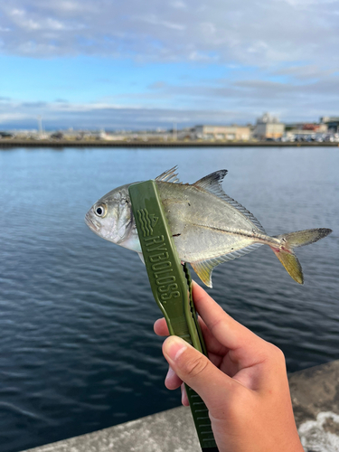 メッキの釣果