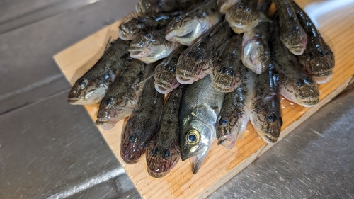 マハゼの釣果