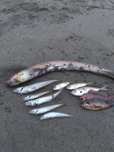 マアナゴの釣果