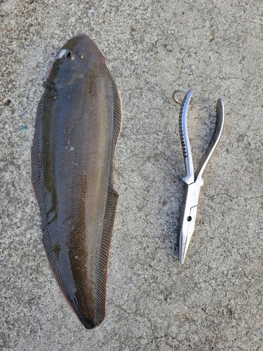 シタビラメの釣果