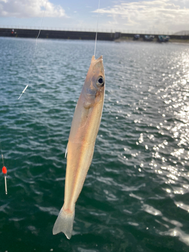 キスの釣果