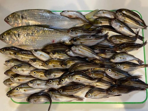 イサキの釣果