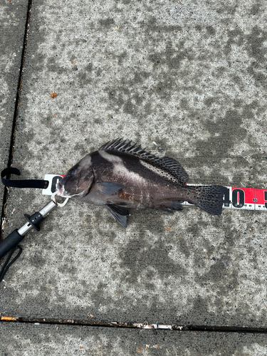 コショウダイの釣果