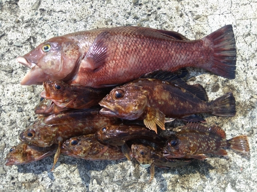 カサゴの釣果