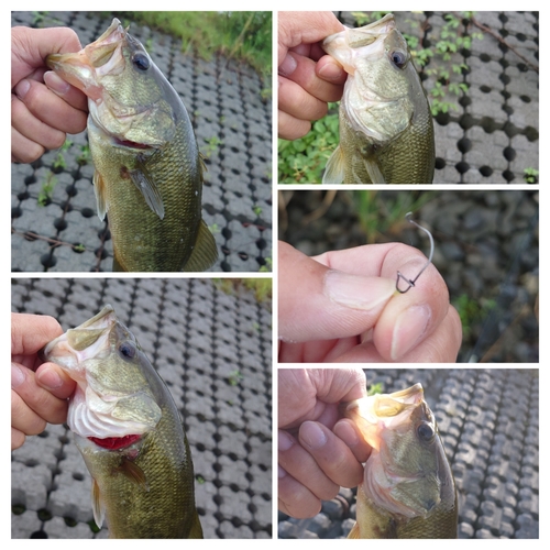 ブラックバスの釣果