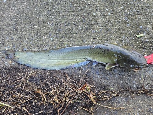 ナマズの釣果