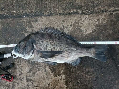 クロダイの釣果