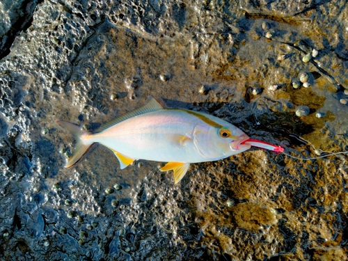 ショゴの釣果